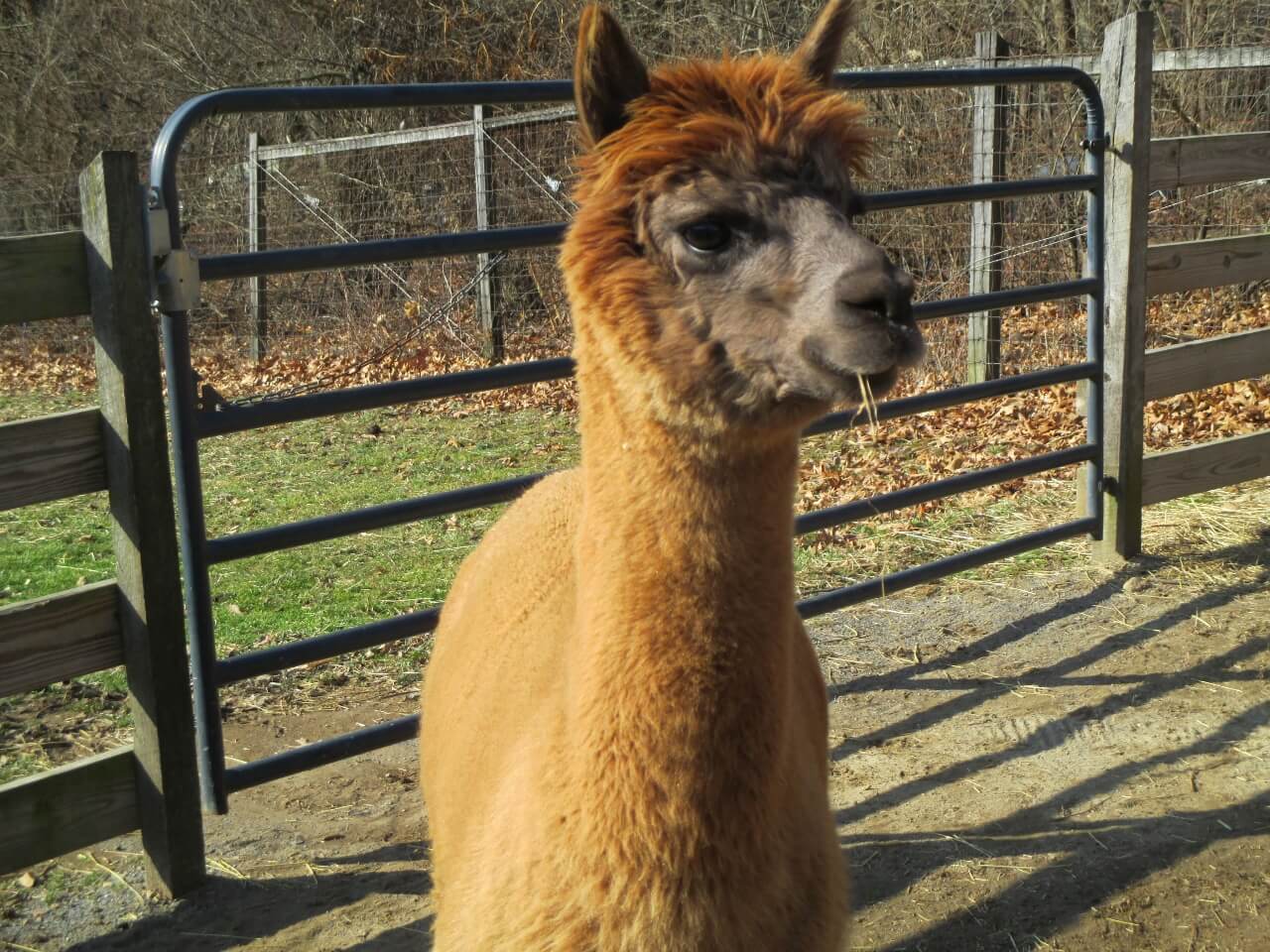 Terrace Mountain Alpacas